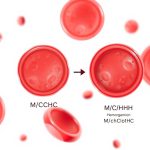 Krwinki czerwone z widoczną hemoglobiną, wizualizacja parametru MCHC w morfologii krwi